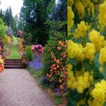 Camino de jardín flanqueado por arbustos floridos y un primer plano de mimosas amarillas, Descubre las sorpresas que los arbustos amarillos pueden aportar a tu jardín ¡No te lo pierdas!