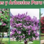 arbustos flor