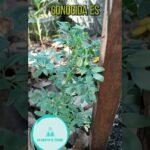 arbustos siempreverdes