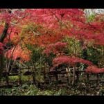 arces japoneses