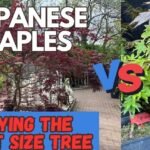 Descubre los secretos para mantener tus arces japoneses siempre radiantes y saludables