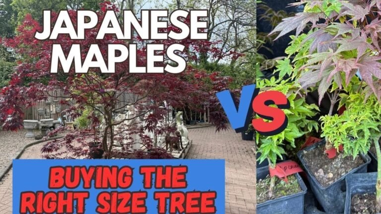 Descubre los secretos para mantener tus arces japoneses siempre radiantes y saludables