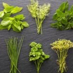 ¡Aromatiza tu hogar! Plantas aromáticas para sembrar en septiembre