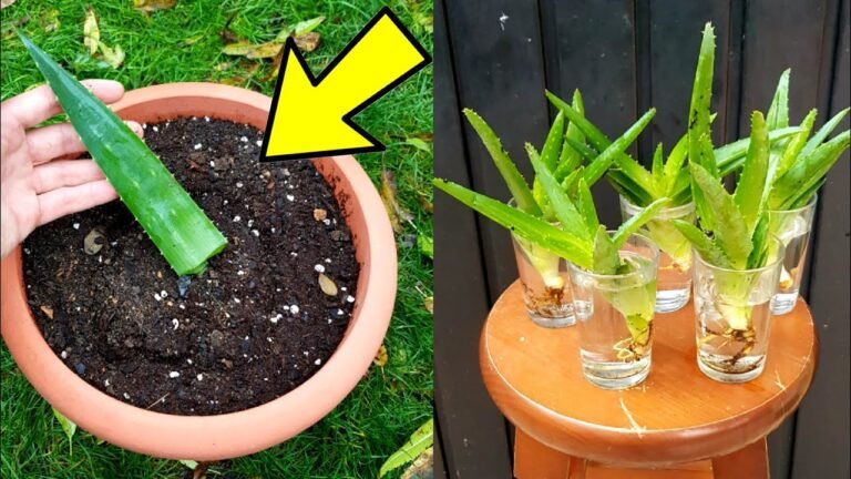 Cómo plantar aloe vera paso a paso