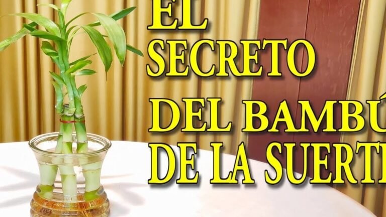 Descubre cómo plantar bambús de la suerte fácilmente