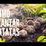 Plantar batatas en casa: ¡consejos para el éxito! Tubérculos en la tierra junto a hojas verdes y luz solar, listos para cultivo.
