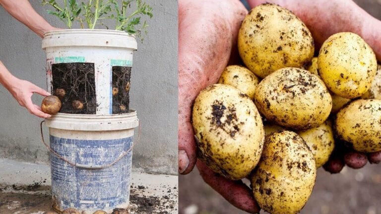 Cultiva batatas en macetas: ¡cosecha en casa!