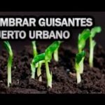 Guía Completa: Aprende Cómo Plantar Guisantes de Forma Fácil