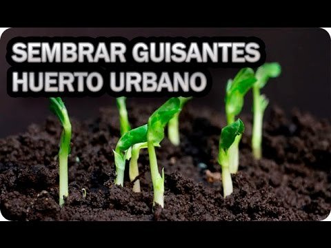 Guía Completa: Aprende Cómo Plantar Guisantes de Forma Fácil