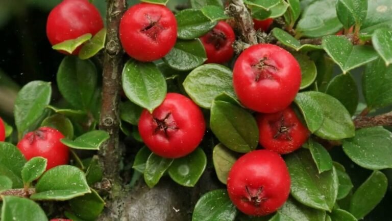 Cómo plantar bearberries en tu jardín: guía paso a paso