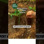 Descubre el momento perfecto para cosechar albahaca y sorpréndete con estos tips increíbles