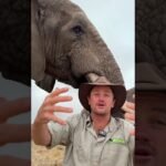 Descubre el secreto para hacer crecer un Elefante en tu jardín y sorprende a todos con su belleza