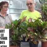 Descubre el secreto para cultivar crotons y transformar tu hogar en un paraíso tropical