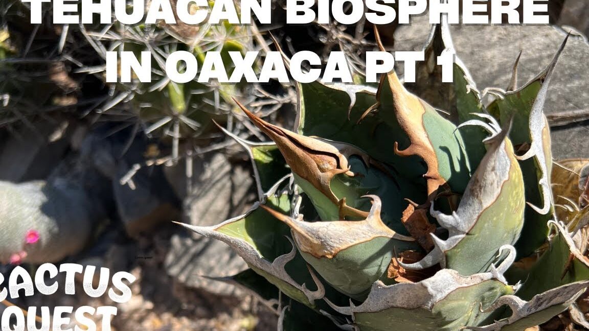 ¡Aprende a plantar cactus de ágave como un experto en jardinería ...