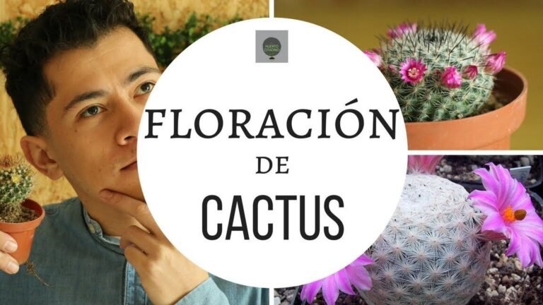 Guía completa: Cómo plantar cactus bolas de nieve paso a paso