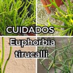 Euphorbia tirucalli en macetas con tallos verdes tipo lápiz — ¡Descubre los Secretos para Plantar Cactus de Dedos de Forma Fácil y Exitosa!