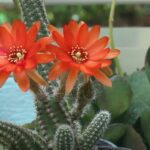 Descubre el secreto para plantar cactus de dedos de bruja y tener un jardín mágico en casa: cactus en maceta con flores naranjas brillantes, tallos cilíndricos cubiertos de espinas y pelusa, acompañado de suculentas verdes.
