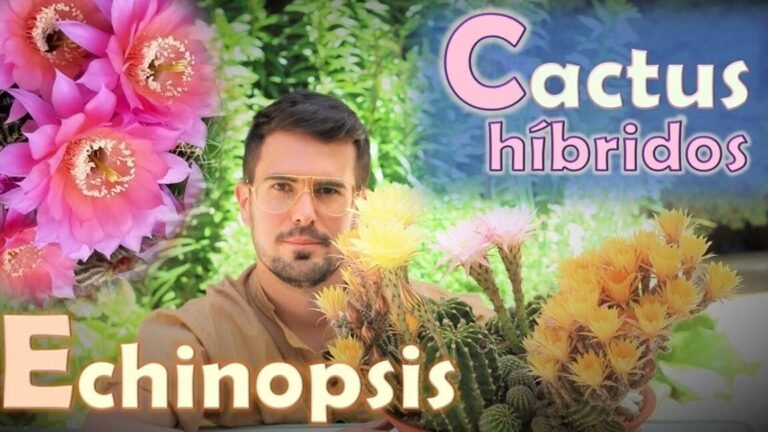Descubre cómo plantar y cuidar cactus erizo en casa