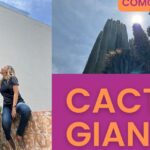 Mujer junto a imponentes cactus órgano en patio soleado, ¡Descubre los secretos para plantar cactus órgano como un experto!