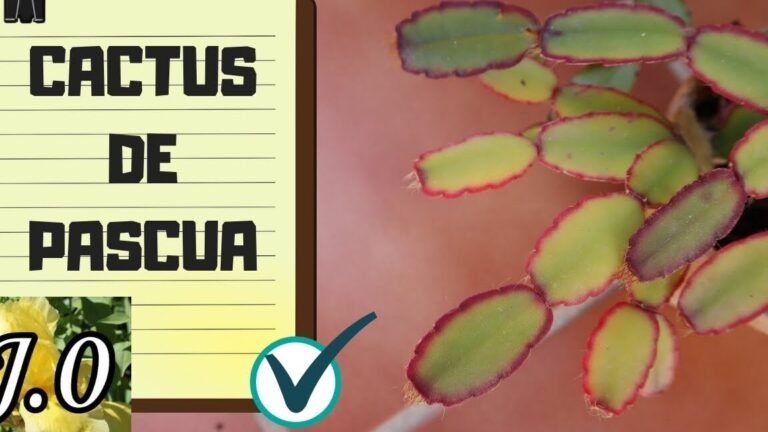 Descubre el cactus de Pascua: la planta que transformará tu hogar y es fácil de cuidar