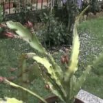 Planta suculenta en maceta con tallos planos y capullos florales; Descubre cómo plantar y cuidar cactus de pluma de tinta.