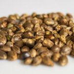 Café en casa: Siembra tus propias semillas en 5 sencillos pasos