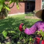 Descubre por qué la Callisia Fragrans es la planta en cesta que transformará tu hogar ¡No podrás resistirte!