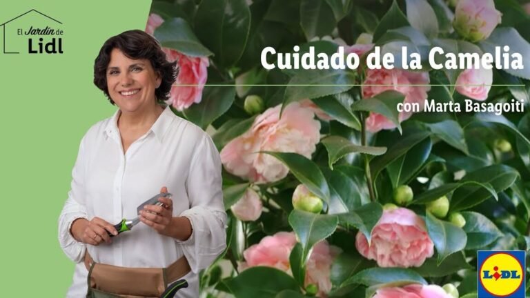 camelias macetas
