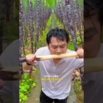 Descubre el secreto para cultivar caña de azúcar y disfruta de un dulce manjar en casa