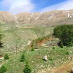 Guía completa para plantar cedros del Líbano con éxito en un paisaje montañoso con cedros jóvenes, río y casa rústica.