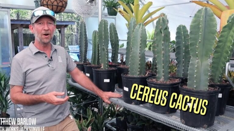 Descubre el secreto para cultivar el cactus peruano que todos están deseando tener en casa