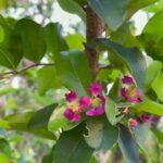 Ramas con hojas verdes y pequeñas flores rosadas en primer plano, Descubre los secretos para plantar cerezas de Barbados en tu jardín.
