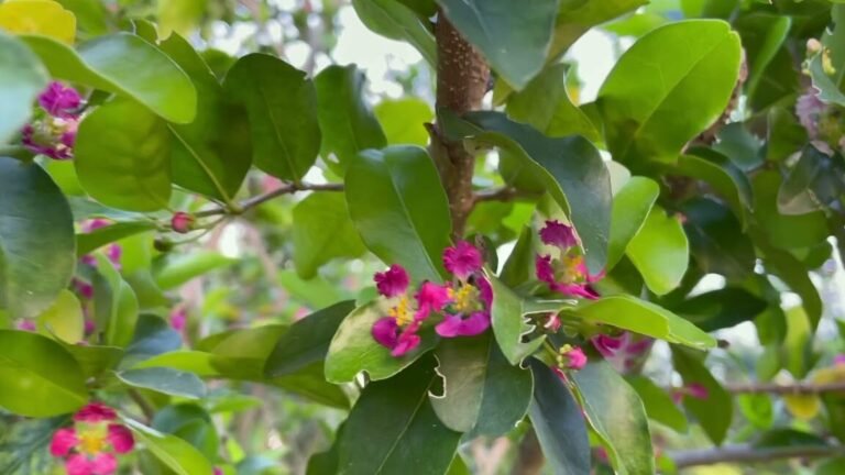 Descubre los secretos para plantar cerezas de Barbados en tu jardín