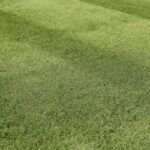 Descubre los mejores tipos de césped para tu jardín