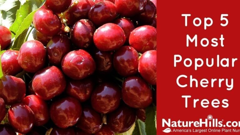 cherry tree