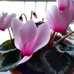 Ciclamen en balcón: la belleza invernal que iluminará tu hogar