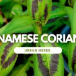 Hojas verdes con vetas oscuras en primer plano mostrando Guía para plantar cilantros vietnamitas.