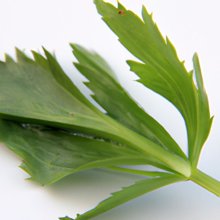 Culantro o Cilantro: Descubre las Diferencias Clave