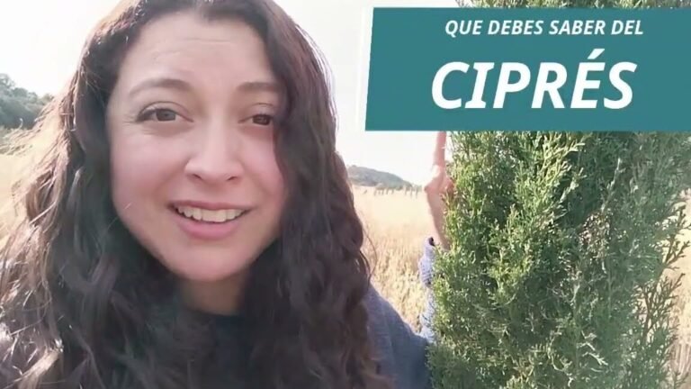 cipres italiano
