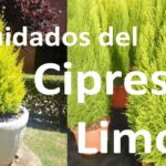 Guía completa para plantar cipreses dorados ¡Expertos comparten sus secretos! Cipreses limón en macetas y en jardín con follaje amarillo brillante y forma cónica.