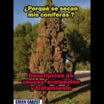 Guía completa para plantar cipreses de Lawson en tu jardín: conífera con follaje seco y texto informativo sobre causas y tratamiento.