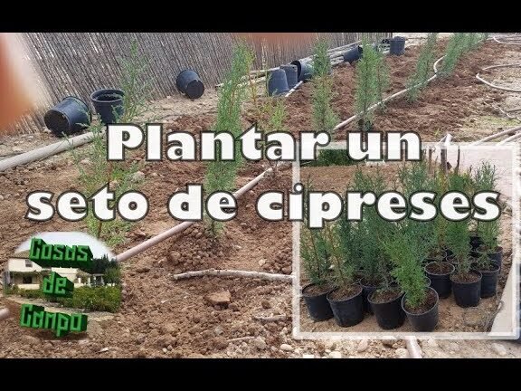 ¡Descubre cómo plantar cipreses Leylandii y crear un jardín exuberante y elegante en tu hogar!