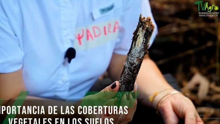 Domina el arte de plantar coberturas de manzana en tu huerto