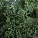 Primer plano de col rizada fresca con gotas de agua sobre las hojas; ¡Descubre los secretos para plantar coles rizadas como un experto!