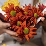 Colores del otoño: plantas con flores para decorar tu jardín