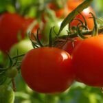 Combate las plagas en tu huerto: plantas que protegen a tus tomates