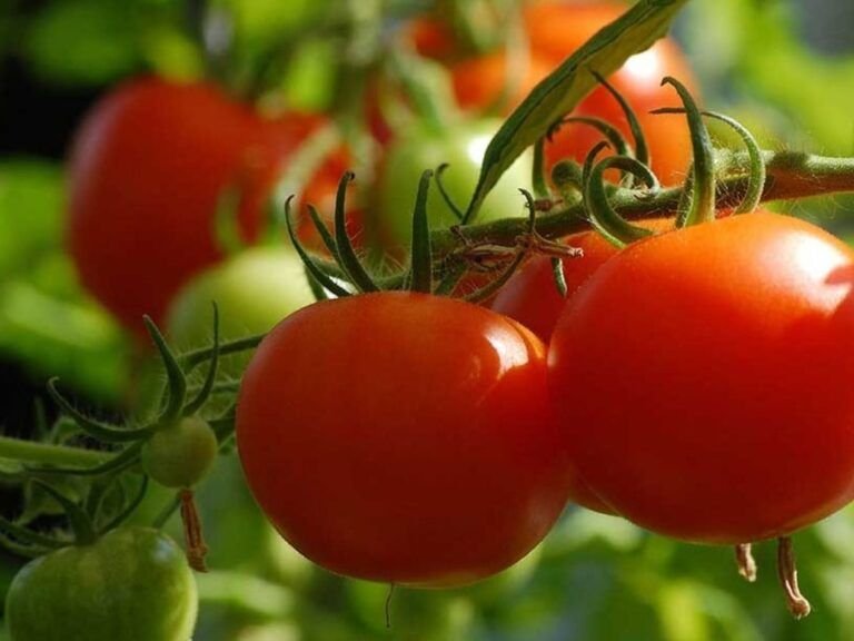 combate las plagas en tu huerto plantas que protegen a tus tomates