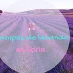 Combinaciones perfectas: Qué plantar junto a la lavanda