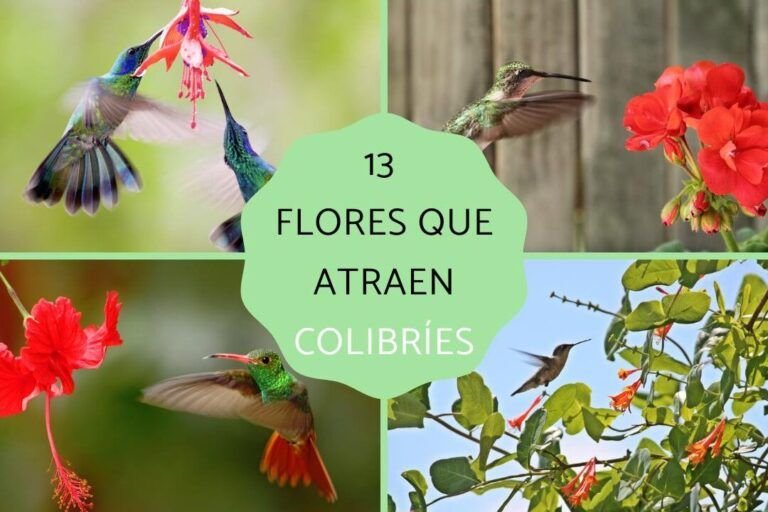 como crear un jardin para atraer polinizadores guia completa