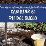Cómo detectar y combatir el exceso de alcalinidad en tu suelo de cultivo